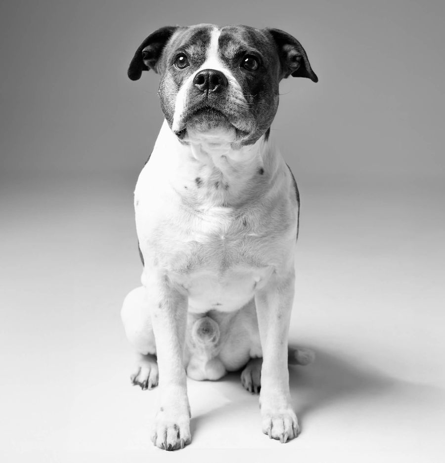 Marley, der Bürohund